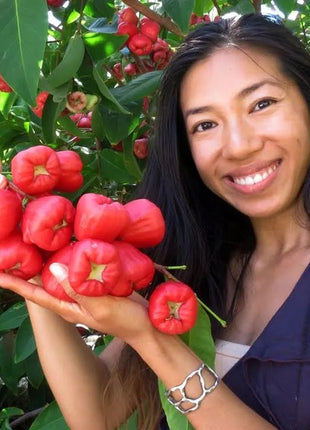 Wax-apple Fruit Seeds🍹
