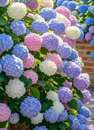 Hydrangea Seeds Mixed Colors – 200 Count – Grow Stunning Pastel & Bright Blooms