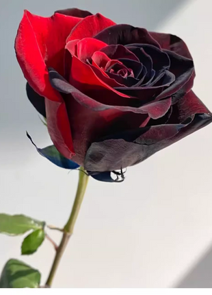 Twin Red Black Rose