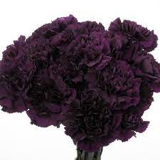 Carnation Seeds - Grenadin King of Blacks