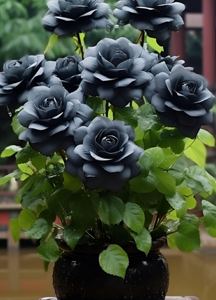 Rare Black Rose Seeds For Home Potted Garden