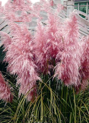 100Pcs Muhlenbergia Capillaris