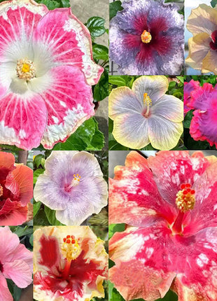 Mixed Giant Ombre Hibiscus Exotic Coral Flowers Seeds