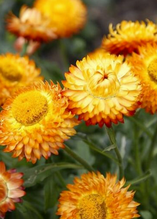 Strawflower Seeds Xerochrysum Bracteatum