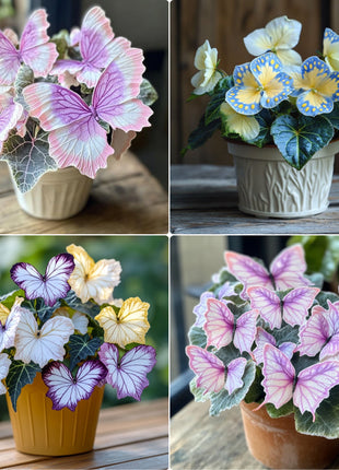 Begonia 'Meteor Butterfly'🦋
