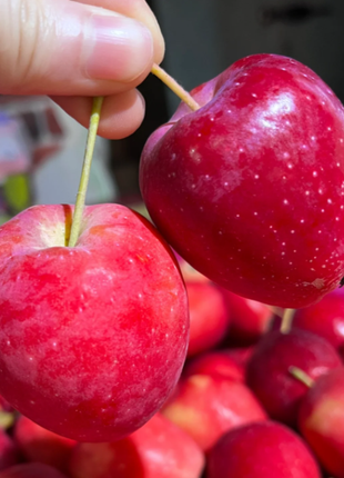 Xantolis Stenosepala Mini Apple Seeds