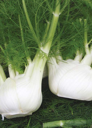 Bulbing Fennel