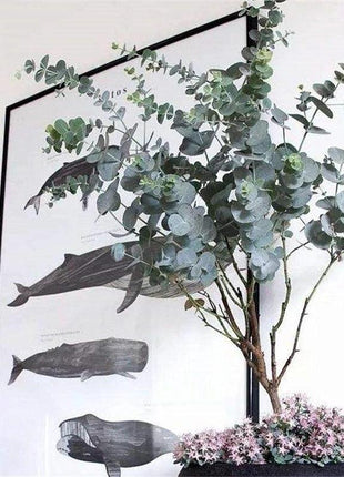 Egrow 50 Pcs/Pack Eucalyptus Seeds Silver Dollar Tree Eucalyptus Cinerea