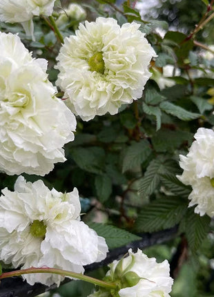 Blanc Double-Blossom de Coubert Seeds