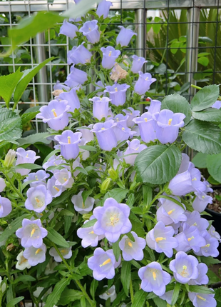 Campanula-Blessings From Afar