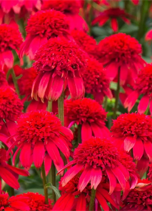 Double Echinacea Seeds