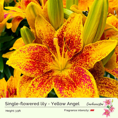 Lily Bulbs