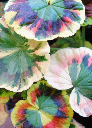 50pcs/Bag Coleus Bonsai Flower Leaf Plants Rainbow Dragon Seeds Garden