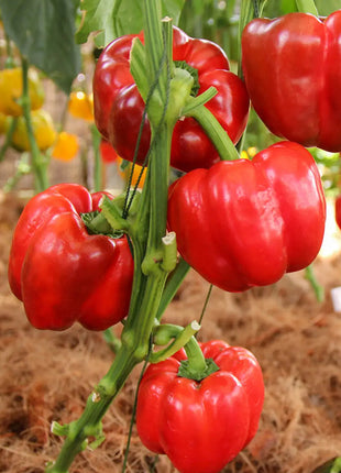 Rainbow Sweet Bell Pepper Seeds