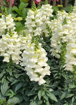 Garden Snapdragon Seeds