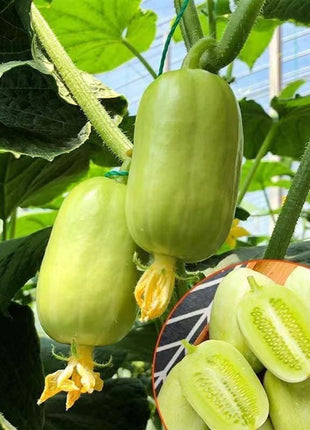Thumb Cucumber-Golden Boy Lady Cucumber