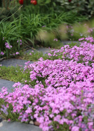 Perennial Cluster Phlox , Shibazakura Seeds
