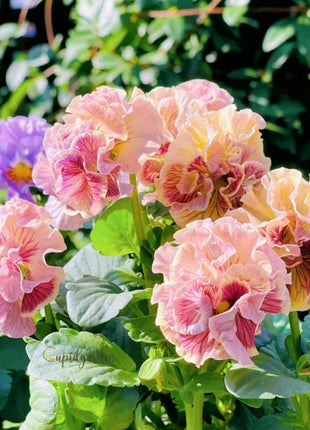 💐 Pansy Winter Elf Series - I Miss You Endlessly