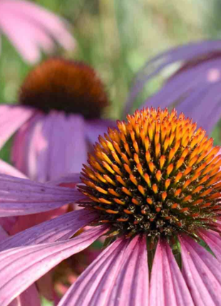 50Pcs RARE PURPLE CONEFLOWER SEEDS