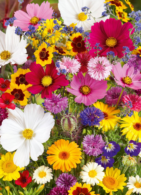 Country Garden Flower Mixed Seeds for Planting