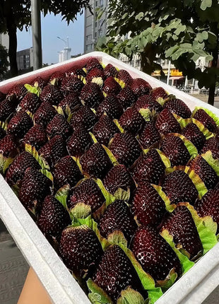 800+ Mix Strawberry Seeds for Planting - Heirloom Non-GMO Red Yellow Blue White Climbing Strawberry
