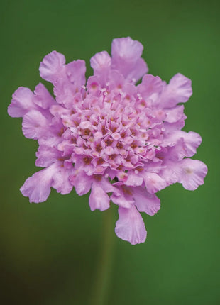 Scabiosa Comosa Seeds