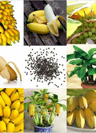 30pcs Dwarf Banana Seeds