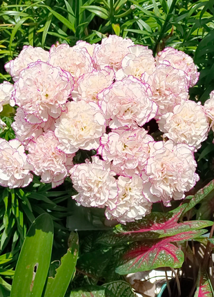 Multicolor Carnation Seeds