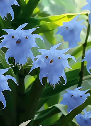 🦊Multicolor Cat Face Orchid Seeds