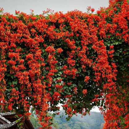 🏵️Pyrostegia Venusta Climing Flower Seeds