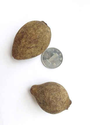 Wild Passiflora Mollissima Seeds