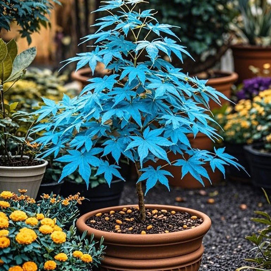 10pcs Blue Ghost Maple Tree Seeds – Exotic Japanese Acer with Misty Foliage, Perfect for Pots & Landscapes