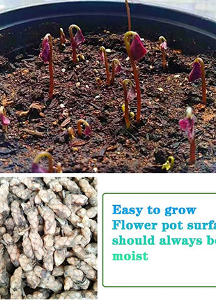 10PCS Oxalis Triangularis Purple Shamrock Good Luck Plant