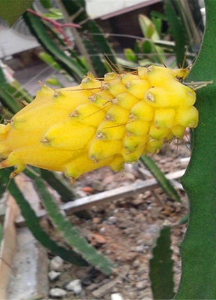 Egrow 50 Pcs/Pack Yellow Pitahaya Seeds Dragon Fruit Hylocereus Undatus Fruit Seeds