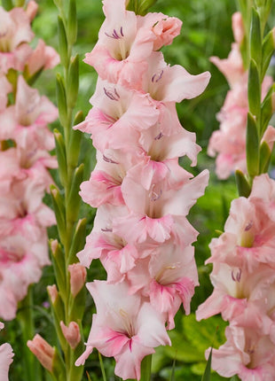 Gladiolus Flower