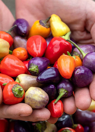 Chinese Five-Color Pepper Ornamental Pepper
