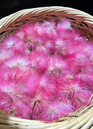 Silktree Albizziae Flower