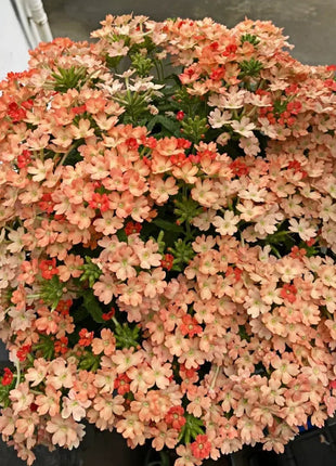 💐Garden Verbena Seeds