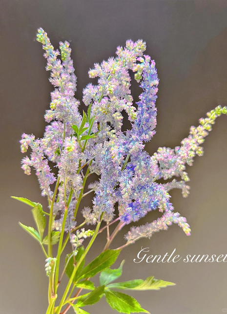 Astilbe Chinensis Seeds-Light Blue
