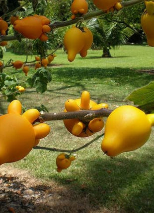 Nipple Fruit Seeds ~ Cow's Udder ~ Titty Fruit ~ Apple of Sodom (Solanum mammosum) ~ Nipplefruit Bizarre Fruit in the Solanum Family