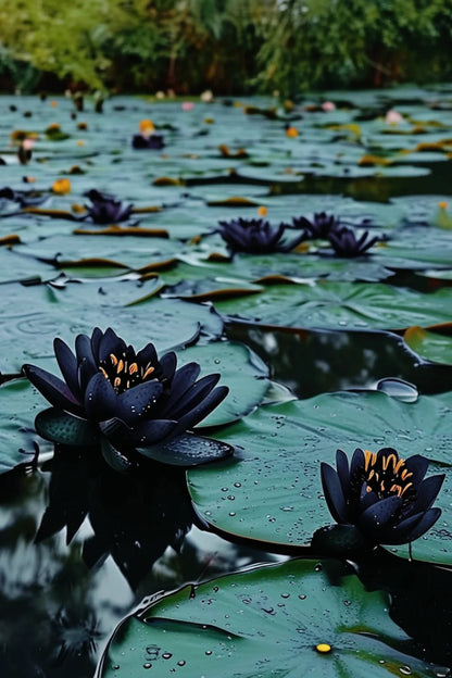 🔥【7 days germination】💐The Sacred Bonsai Bowl Lotus Flower