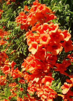 Climbing Plants Mix Seeds