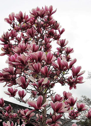 20pcs LILY MAGNOLIA Flower TREE Pink & Purple Fragrant Tulip Magnol Liliiflora Seeds