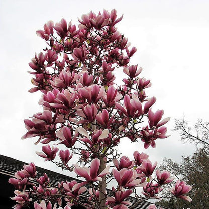 20pcs LILY MAGNOLIA Flower TREE Pink & Purple Fragrant Tulip Magnol Liliiflora Seeds