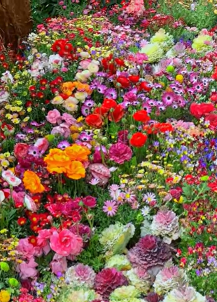 Mixed Perennial Flowers Seeds-Over 60 kinds mixed