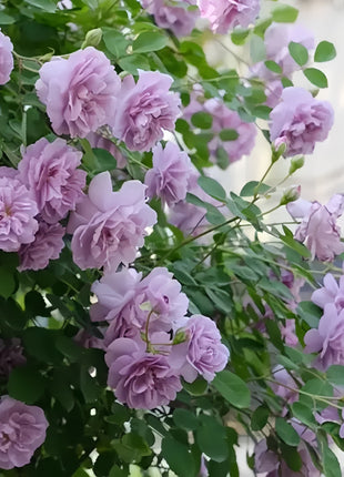 【 Repeat Blooming】🌹Climbing Rose Seeds - Luck Rises