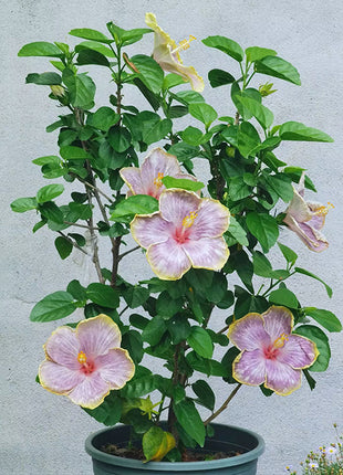 Mixed Giant Ombre Hibiscus Exotic Coral Flowers Seeds