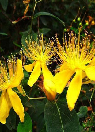 Yellow Hypericum Flowers seeds