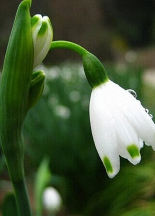 Snowdrop Flower Seeds,50pcs/pack