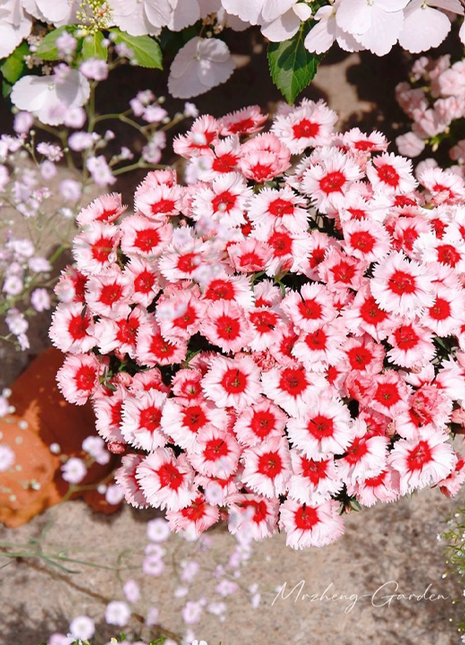 Strawberry Colored Dianthus Potted Plant